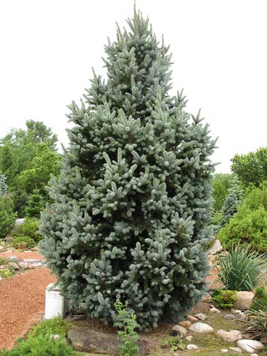 Pilarikuusi